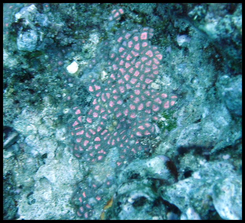 Zoanthid - Hawaii