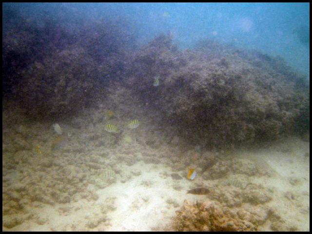 Convict Tang