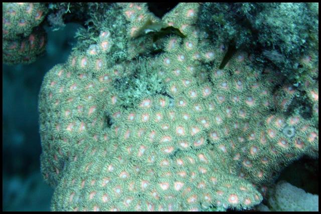 Zoanthid - Hawaii