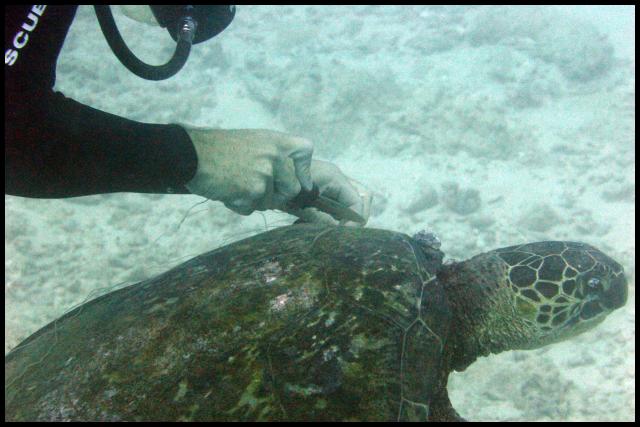 Turtle - Divemaster cutting off fishing line that was entangled on it. This trip taught us to bring bandage scissors.