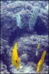 Yellow Tang Convict Tang