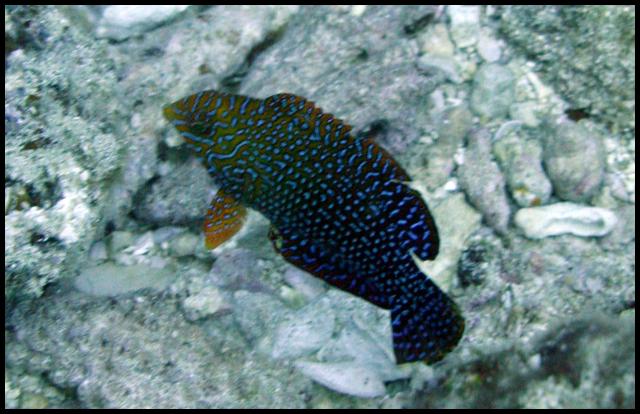 Potter's wrasse