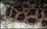 Zoanthid - Hawaii