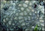 Zoanthid - Hawaii