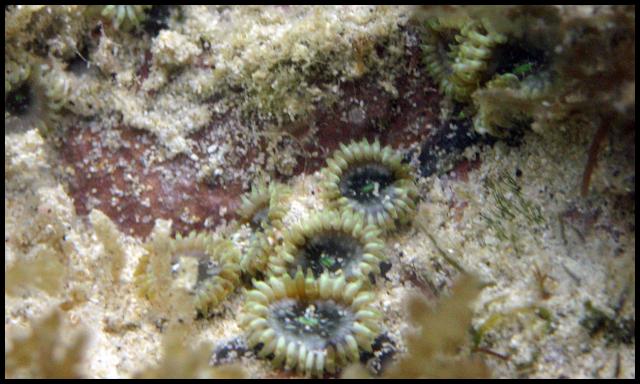 Zoanthid - Hawaii