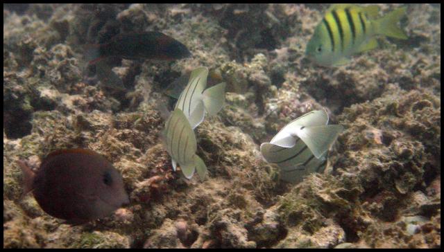 Convict tang