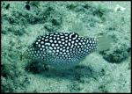 Pufferfish