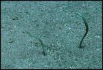 Garden Eel