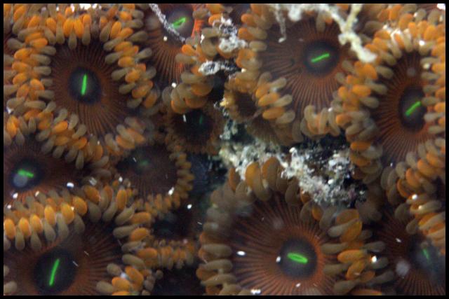 Zoanthid - Hawaii