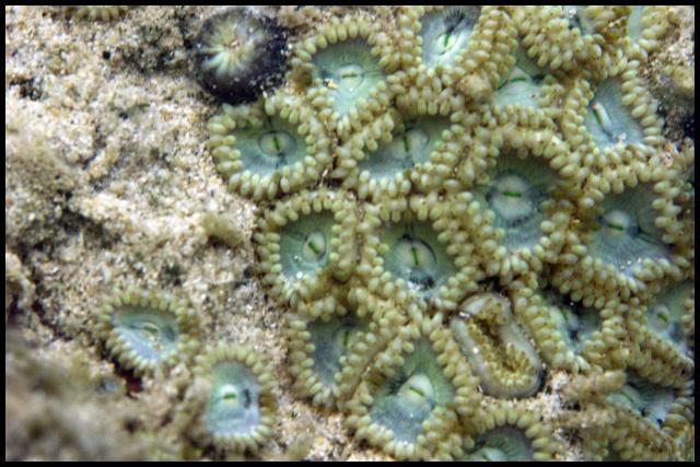 Zoanthid - Hawaii