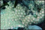 Zoanthid - Hawaii