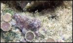 Zoanthid - Hawaii