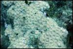 Zoanthid - Hawaii