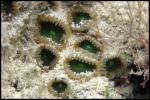 Zoanthid - Hawaii