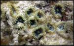 Zoanthid - Hawaii