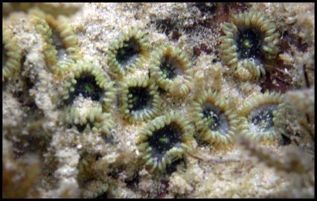 Zoanthid - Hawaii