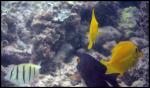 Yellow tang, Convict tang, Kole tang