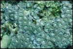 Zoanthid - Hawaii