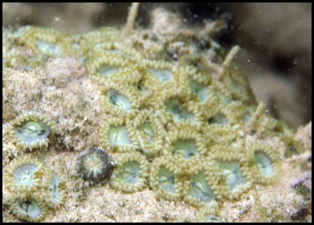 Zoanthid - Hawaii