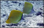 Butterfly fish