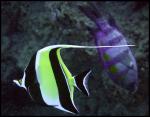 Moorish Idol