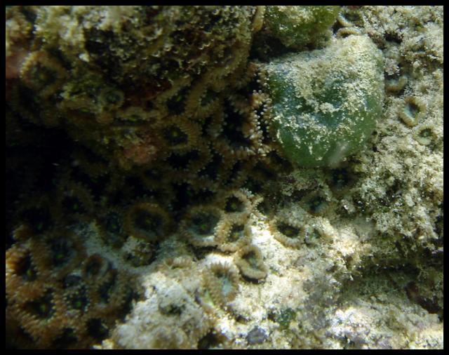 Zoanthid - Hawaii