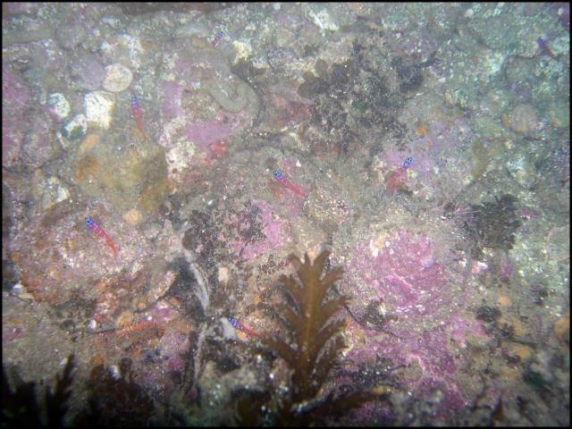 Gaggle of Catalina Gobies