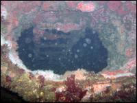 Looking down an enterance covered in Strawberry Anemones