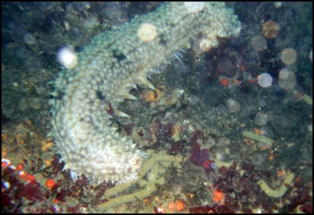 Sea Cucumber