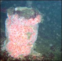 Strawberry Anemones