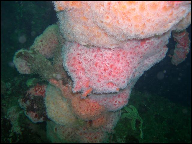 Strawberry Anemones