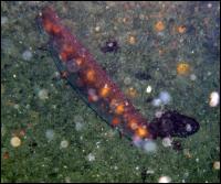 Sea Cucumber