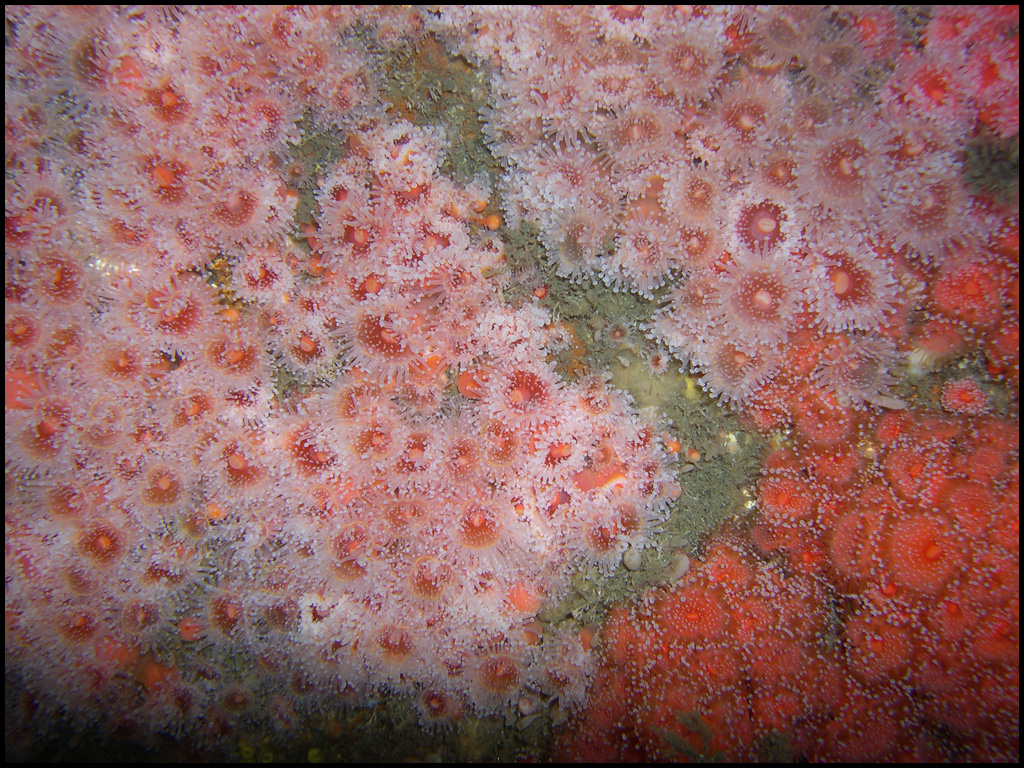 Strawberry Anemones