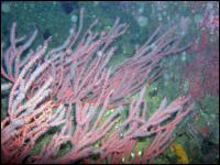 Gorgonian