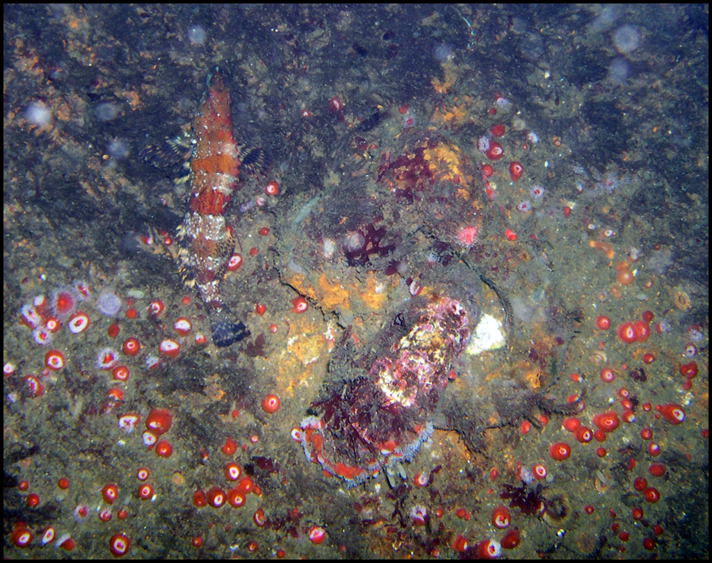 Retracted Strawberry Anemones