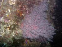 Gorgonian and Catalina Goby