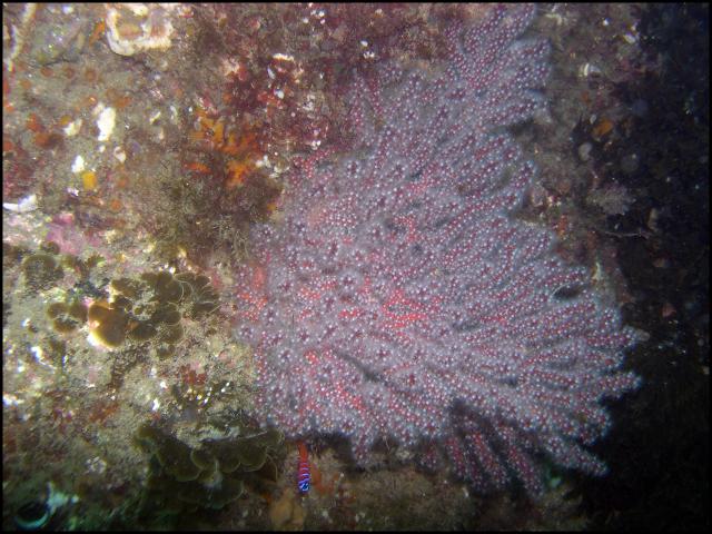 Gorgonian and Catalina Goby