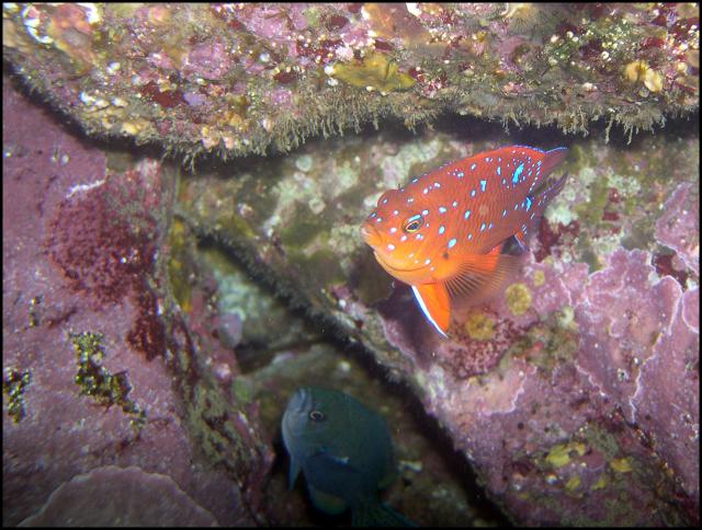 Juvenile Garibaldi