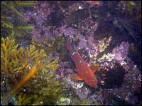 Juvenile Garibaldi