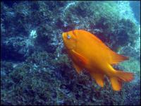 Adult Garibaldi