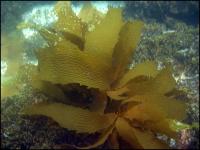 Kelp